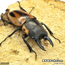(昆虫)ファブリースノコギリクワガタ(原名亜種)ペレン産 成虫 WC 45〜49mm(1ペア)