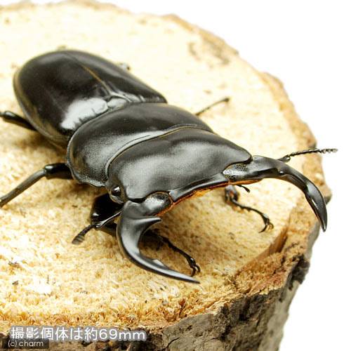 charm 楽天市場店の（昆虫）アンタエウスオオクワガタ　ミャンマー　カチン産　幼虫（初〜2令）（1匹）｜アングル2