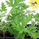 (観葉植物)ハーブ苗 ハーブゼラニウム 蚊香龍(カコロン) 3号(1ポット) 家庭菜園