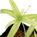 (ビオトープ)水生植物 シペラス アルボストリアツス 3号(1ポット)湿生植物
