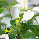 (観葉植物)コンロンカ ホワイト 4号(1鉢)