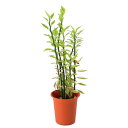 (観葉植物)ペディランサス(大銀竜) 4号(1鉢)