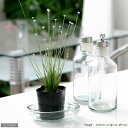 (ビオトープ)水生植物 シラタマホシクサ(白玉星草) 2.5~3号(1ポット) 抽水植物