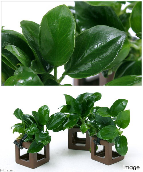 �ʿ�����յ��α���ȡ����̥ӥ����ʥʡ��ץ��ʿ���աˡ�1�ġ�