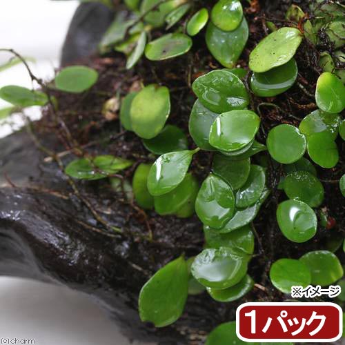 （観葉植物）苔　マメヅタ　1パック分【HLS_DU】