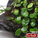 （観葉植物）苔　マメヅタ　1パック分