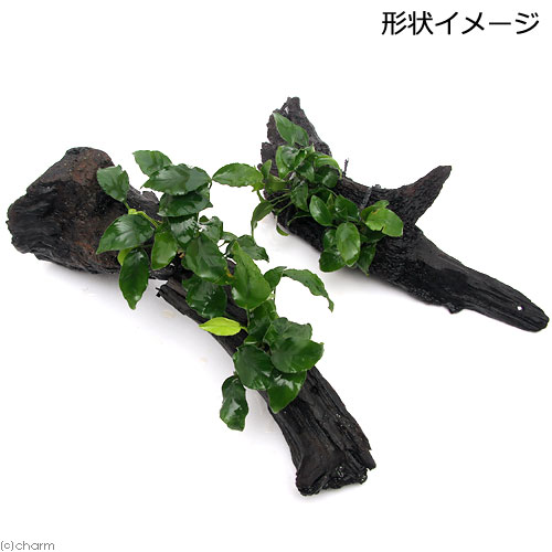 （水草）アヌビアスナナ　リンクルリーフ　流木付　Lサイズ（1本）（約25cm）