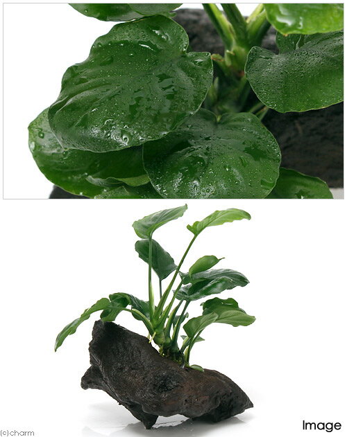 （水草）アヌビアス　バルテリー　ラウンドリーフ　流木付　Sサイズ（1本）（約15cm） 2