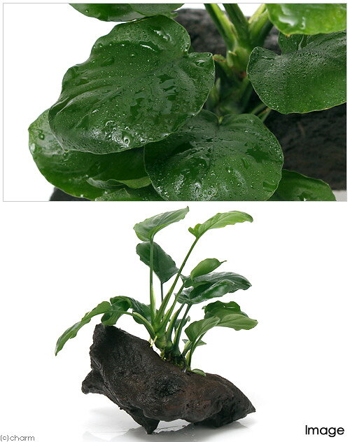 （水草）アヌビアス　バルテリー　ラウンドリーフ　流木付　Sサイズ（1本）（約15cm）