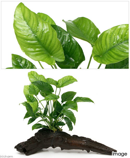 �ʿ���˥��̥ӥ������Х�ƥ꡼�����ȥ饤�ס�ή���ա�L��������1�ܡˡ�ή�ڡ���25cm��