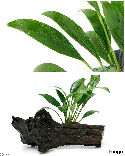 （水草）アヌビアス　コンゲンシス　流木付　Mサイズ（1本）（約20cm）