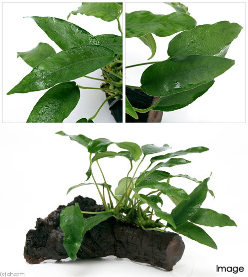 �ʿ���˥��̥ӥ��������硼�ȡ����㡼�ס�ή���ա�M��������1�ܡˡ���20cm��