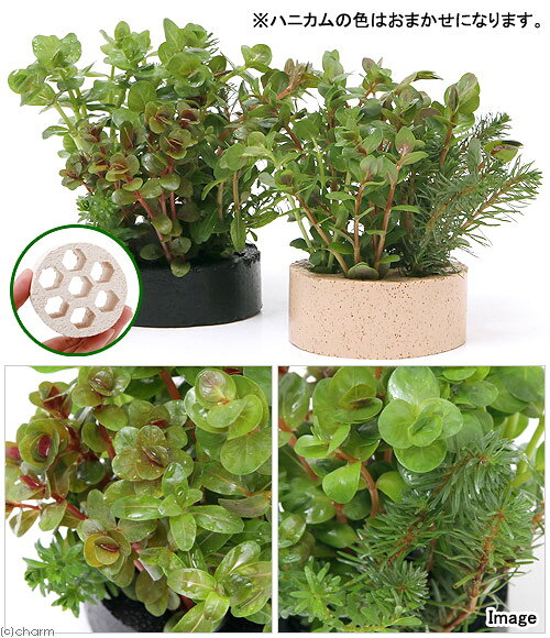 charm 楽天市場店の（水草）ハニカムシェルター　寄せ植えミックス　Ver．ロタラ（水上葉）（無農薬）（1個）｜アングル2