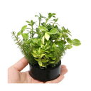 (水草)ハニカムシェルター 寄せ植えミックス Ver.バコパ(水上葉)(無農薬)(1個)