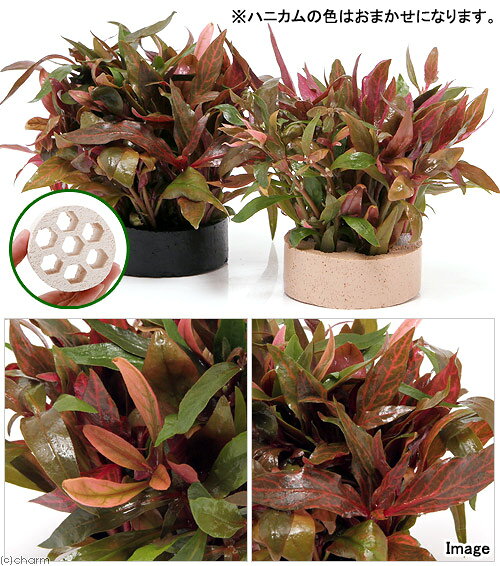 （水草）ハニカムシェルター　寄せ植えミックス　Ver．アルテルナンテラ（水上葉）...