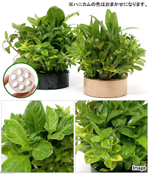 （水草）ハニカムシェルター　寄せ植えミックス　Ver．リムノフィラ（水上葉）（無...
