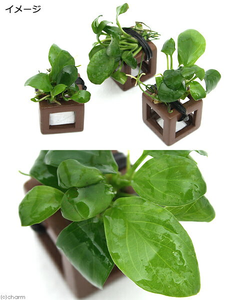 �ʿ���ˡ��ȿ����ܡ������Ӥα���ȡ����̥ӥ����ʥ��աʿ���աˡ�̵�����ˡ�5�ġ�