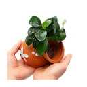 (水草)タコツボ小 アヌビアスナナ(水上葉)(1個)