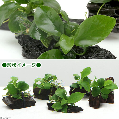 （水草）★組織培養★　アヌビアスナナ　流木　ミニサイズ（1本）（約8cm以下）（無...