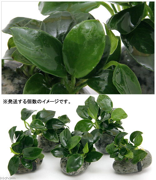 （水草）アヌビアスナナ　プチ　石付（水上葉）（5個）