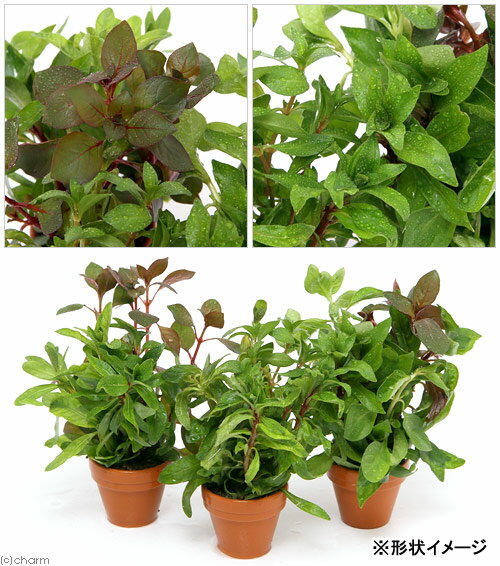 �ʿ���˥ץ��ǾƤ�ȭ����ɥ��������ߥå����ʿ���աˡ�̵�����ˡ�1ȭ��