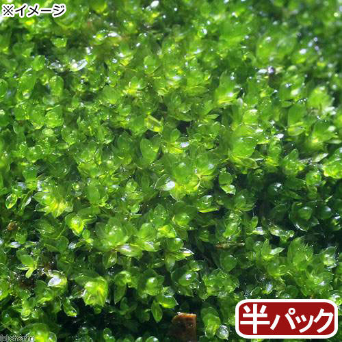 （観葉植物）苔　ホソウリゴケ　半パック【HLS_DU】