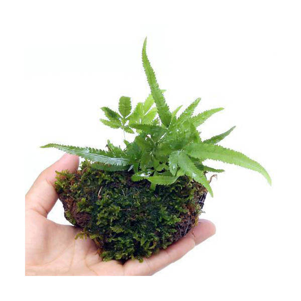 （盆栽）おまかせ　溶岩石苔玉（1個）　観葉植物　コケ玉【HLS_DU】