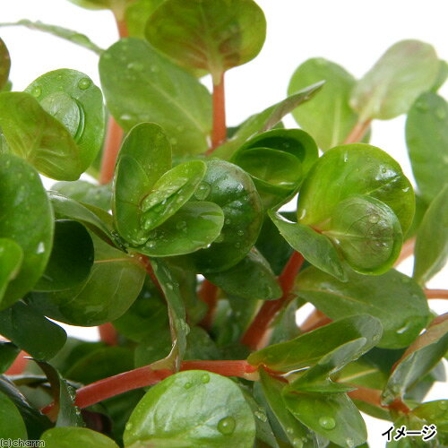 （水草）プチ素焼き鉢　ロタラ　インディカ（水上葉）（無農薬）（3鉢）