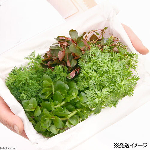 charm 楽天市場店の（水草）おまかせ水草詰め合わせパック　4種（計40本）（水上葉）（無農薬）（1パック）｜アングル2