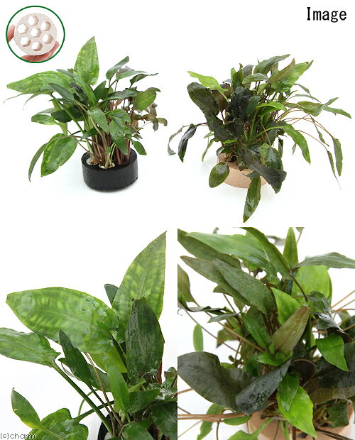 （水草）ハニカムシェルター　寄せ植えミックス　Ver．クリプトコリネ（1個）