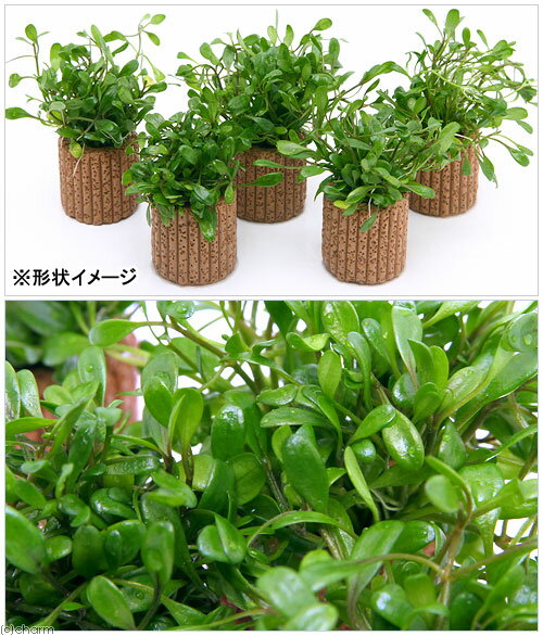 �ʿ���˥饤�եޥ������˥����å����ƥ����ޡʿ���աˡ�̵�����ˡ�3�ġ�