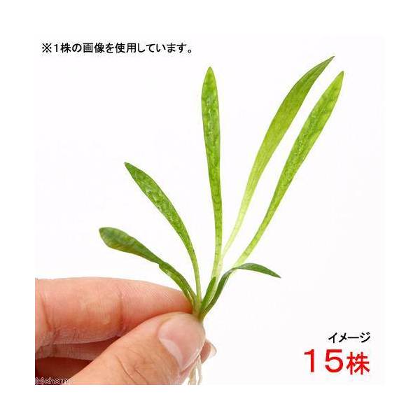 前景にも中景にも使えるエキノ！Ech．アルゼンチン（インボイス）（水上葉）学名（※）Echinodorus　sp．（※）…改良品種や学名が不明の種は流通名での記載の場合があります。分類オモダカ科（Alismataceae）エキノドルス属（Echinodorus）どんな種類？エキノドルスの中も小型の種類で、ランナーを盛んに伸ばし茂みを作る前景〜中景向きの種類です。レイアウト水槽内ではグロッソやヘアーグラスと混植し自然なイメージを出す目的で好んで使用されます。前景草としては育成が簡単な部類に入りますので、小型魚やエビ等の小さな生体を重視した水槽での使用にも向きます。水質についてはそれ程シビアではなく、底床は大磯や砂等の砂利系でもソイルでも育ちます。ただ底床肥料はしっかりと要求しますので、トロフィカル　ベース等の初期肥料を使用するか、新芽の色合いを見ながら底床肥料の添加を行うと効果的です。光量も前景草の中では比較的要求量が少なく、他の草の陰にならないような場所であれば60cm水槽で20W2灯で育ちます。CO2の添加については外部式フィルターを使用しCO2が逃げにくい環境を作ると共に、ある程度の生体が水槽内にいればそのCO2だけで育成することも可能ですが、こう言った場合、成長速度やランナーを展開するスピードが落ちます。ランナーで区画を埋め尽くすように育てる使い方がメインになる草ですので、若干でも添加し成長を早める育成方法がお勧めです。葉が柔らかく大型化したヤマトヌマエビが多数いる水槽では新芽が多少食害を受けますので、コケ取りとしてはオトシンやミナミヌマエビを採用する方が無難です。小型と言えどもエキノドルスで、環境によってはサイズや色合いに大きな違いが出ます。ソイル系の底床を使用し、十分なCO2添加と高光量と言った条件下で育てると葉長が10cmを超えたり、色合いが赤みを帯びてくることが有ります。管理については手間が掛かる種類ではありませんが、ランナーでかなりの広範囲に広がるので希望の区画から飛び出始めた場合は、ランナーをカットし間引く必要があります。かなりの株数が1本のランナーで繋がっていることがあり、間引く場合はランナーをカットしながら1株1株引き抜いていく必要があります。また古くなった葉はミナミヌマエビやオトシンが水槽にいれば食べてくれます。育成要件＆データ育成難易度　→　★★☆☆☆光量　　　　　→　60cm20W2灯以上CO2　　　　 →　1滴／4秒（60cm標準水槽相当）pH　　　　　　→　5〜7GH　　　　 　 →　0〜6kH　　　　　　→　0〜6温度　　　　　→　20〜28度底砂　　　　　→　ソイル、砂、大磯植栽位置　　→　前■■□□□後草姿　　　　　→　オゼット型最大草姿　　→　横10cm　高さ10cm■生長速度　　→　速め増殖方法　　→　ランナー※…育成環境は一例です。必ずしもこの環境下であれば育つことを確約するものではございません。注意※表記サイズは1株（1本）でのおおよその目安です。育成環境や、成長の度合いにより最大サイズは異なります。※入荷状況等により、ポットなし1ポット分での発送となる場合がございます。PSBQ10　ピーエスビーキュート　淡水用　30mL5個セット　光合成細菌　バクテリア　熱帯魚（生餌）淡水用　微生物で水質向上セット　エサ用ゾウリムシミックス＋PSBQ10　本州四国限定Plants　Green　プランツグリーン　250ml　（水草の栄養液）（熱帯魚）オトシンクルス（3匹）　北海道・九州航空便要保温（エビ）ミナミヌマエビ（10匹）（＋1割おまけ）（エビ・貝）カラーサザエ石巻貝（3匹）　北海道・九州航空便要保温Fe　Energy（エフイーエナジー）　400g　5mm　（水草の栄養素）アズー　WATER　PLANT　FERTILIZER（アクアフローラ）（12粒）日本動物薬品　ニチドウ　水草が育つCO2リキッド　2本入　（緑）アクロ　化学反応式CO2ジェネレーターセット　クエン酸重曹付属　水草育成 … 熱帯魚　前景草200802　水草　前景草　草原のような　お勧め前景　エキノドルス　SM　20131213　tenellus　wp_kywrd　saki27to09　saki27to09　helanthium　bolivianum　(?)　アクアリウス・（水草）エキノドルス　アルゼンチン（インボイス）（水上葉）（無農薬）（1株） 構成する商品内容は在庫状況により予告無く変更になる場合がございます。予めご了承下さい。■この商品をお買い上げのお客様は、下記商品もお買い上げです。※この商品には付属しません。■PSBQ10　ピーエスビーキュート　淡水用　30mL5個セット　光合成細菌　バクテリア　熱帯魚（生餌）淡水用　微生物で水質向上セット　エサ用ゾウリムシミックス＋PSBQ10　本州四国限定Plants　Green　プランツグリーン　250ml　（水草の栄養液）（熱帯魚）オトシンクルス（3匹）　北海道・九州航空便要保温（エビ）ミナミヌマエビ（10匹）（＋1割おまけ）（エビ・貝）カラーサザエ石巻貝（3匹）　北海道・九州航空便要保温Fe　Energy（エフイーエナジー）　400g　5mm　（水草の栄養素）アズー　WATER　PLANT　FERTILIZER（アクアフローラ）（12粒）日本動物薬品　ニチドウ　水草が育つCO2リキッド　2本入　（緑）アクロ　化学反応式CO2ジェネレーターセット　クエン酸重曹付属　水草育成
