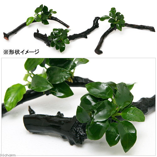 （水草）アヌビアスナナ　プチ　スティック流木　Sサイズ（水上葉）（1本）（約15cm）