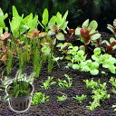 (水草)おまかせ水上葉 レイアウトセット 30cm水槽用 6種+Cry.パルヴァ(1ポット)(水草説明書付)