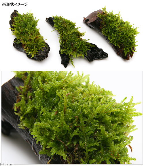 �ʥƥ�ꥦ����ݡ��ƥ�������ϥ�������ή�ڡ�SS����������10cm�ˡ�3�ܡ�