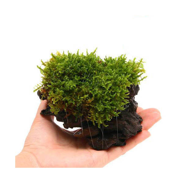 （観葉植物）苔　テラ向け　ハイゴケ付流木　Sサイズ（約15cm）（1本）【HLS_DU】