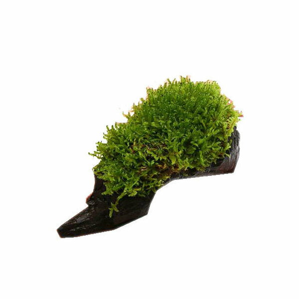 （観葉植物）苔　テラ向け　ハイゴケ付流木　Mサイズ（約20cm）（3本）【HLS_DU】