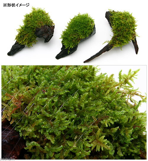 �ʥƥ�ꥦ����ݡ��ƥ�������ϥ�������ή�ڡ�M����������20cm�ˡ�3�ܡ�