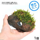 (テラリウム)苔 テラ向け ハイゴケ付 穴あき溶岩石(1個) 北海道航空便要保温