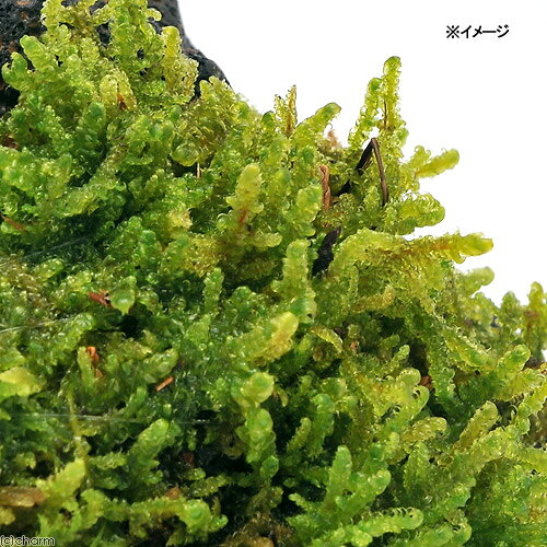 charm 楽天市場店の（観葉植物）テラリウム　苔　テラ向け　ハイゴケ付　穴あき溶岩石（1個）｜アングル2