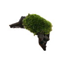 (テラリウム)苔 テラ向け ヤマゴケ付流木 SSサイズ(約10cm)(3本)