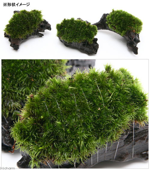 （テラリウム）苔　テラ向け　ヤマゴケ付流木　SSサイズ（約10cm）（3本）