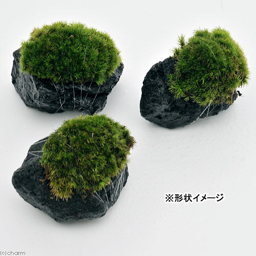 �ʥƥ�ꥦ����ݡ��ƥ��������ޥ������ϴ��С�S����������8��10cm�ˡ�1�ġ�