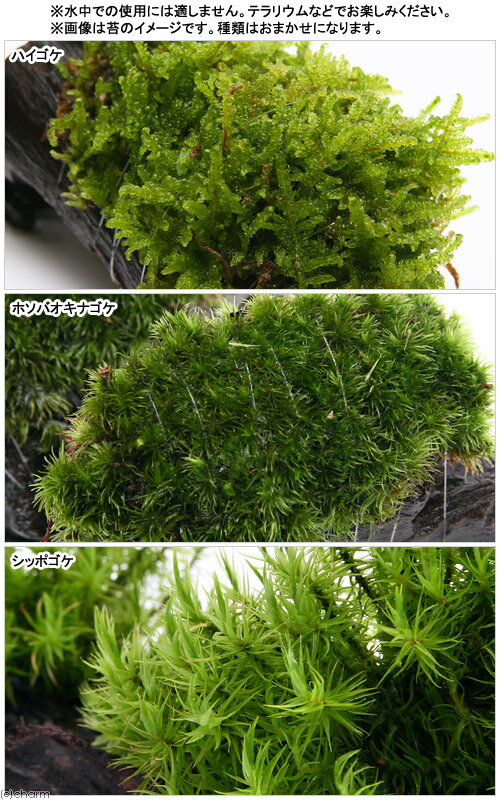 �ʥƥ�ꥦ����ݡ��ƥ���������ޤ�������ή�ڡ�SS����������10cm�ˡ�3�ܡ�