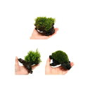 (テラリウム)苔 テラ向け おまかせ苔付流木 Sサイズ(約15cm)(1本) 北海道航空便要保温