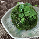(盆栽)苔玉 ノチドメ(1個) 観葉植物 コケ玉