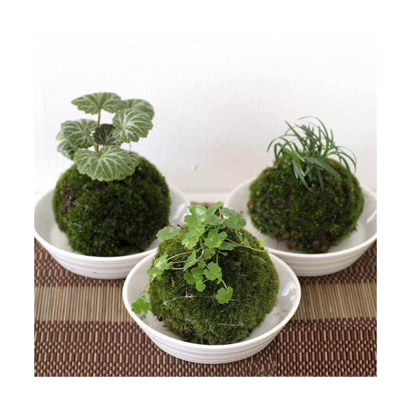 （盆栽）苔玉　植物おまかせ（3個）　観葉植物　コケ玉【HLS_DU】