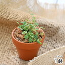 (観葉植物)テラコッタプランツ ペペロミア タートル(1鉢)