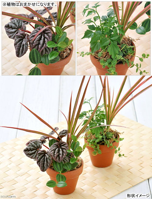 （観葉植物）テラコッタプランツ　おまかせ3種ミックス　6cm素焼鉢植え（1鉢）水苔...