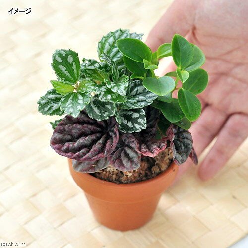 （観葉植物）テラコッタプランツ　おまかせ3種ミックス　6cm素焼鉢植え（1鉢）水苔...